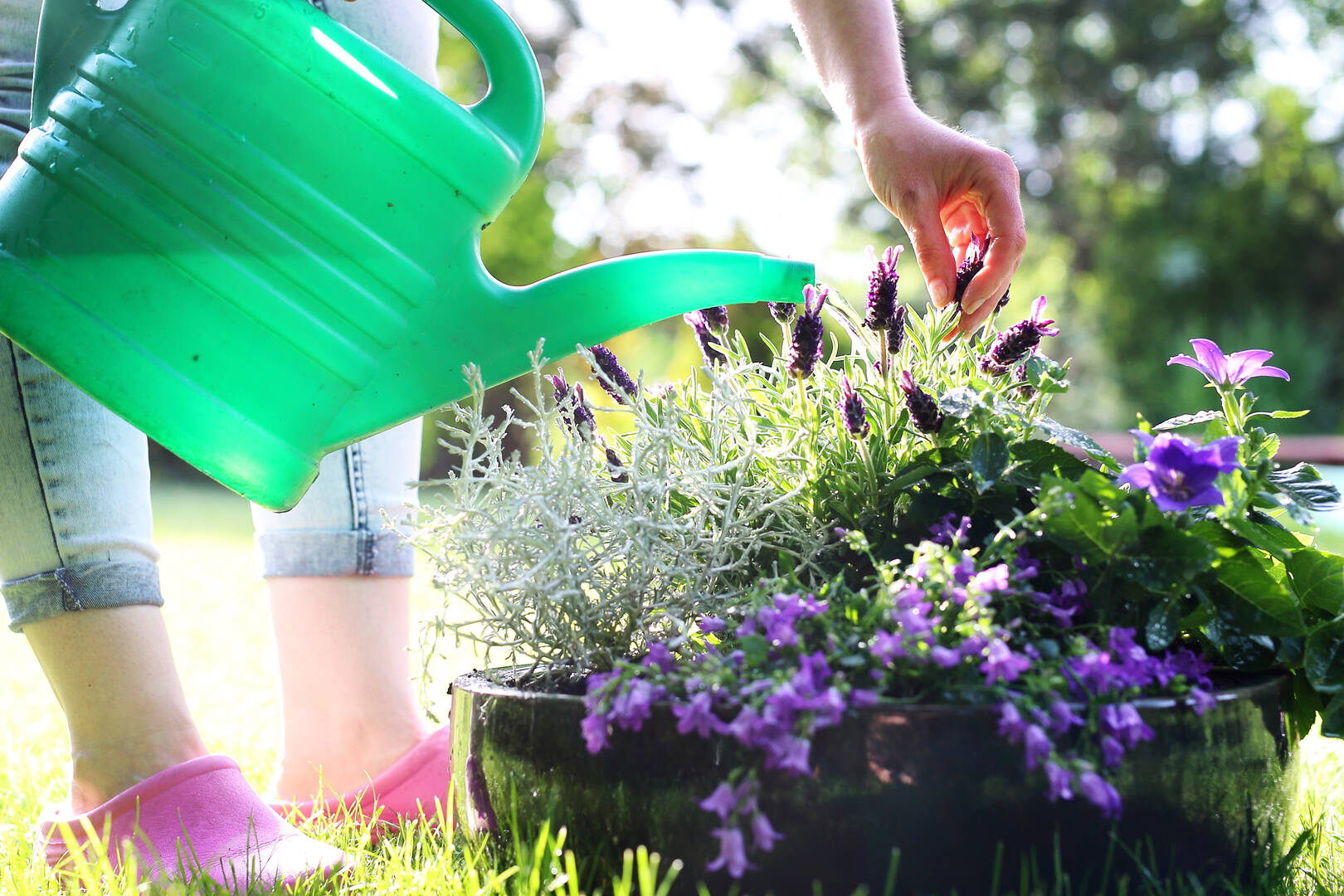 Tree Central Pty Ltd, Home Decor and Garden in Ourimbah, New South Wales