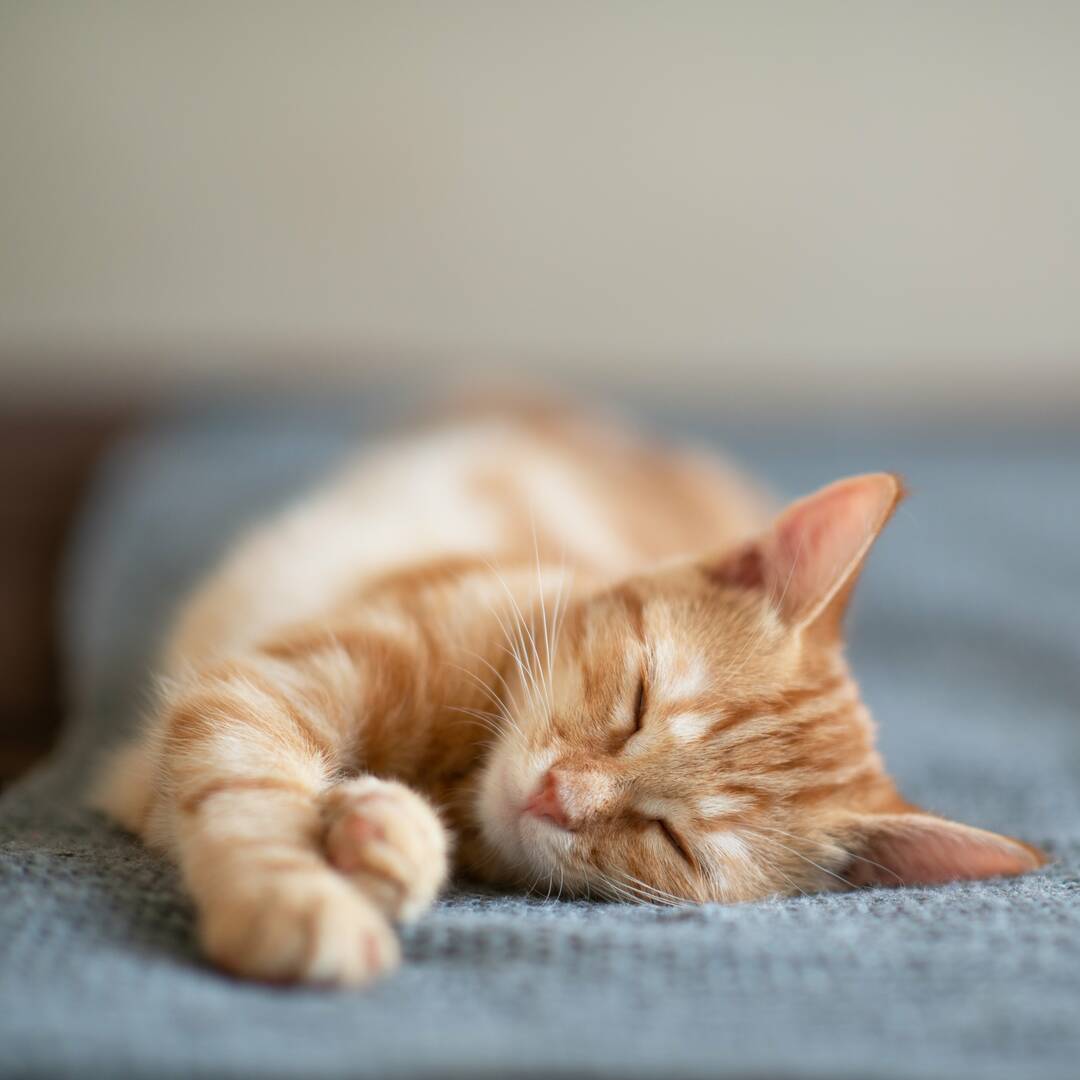 Melton Veterinary Clinic, Pets and Pet Care in Melton, Victoria