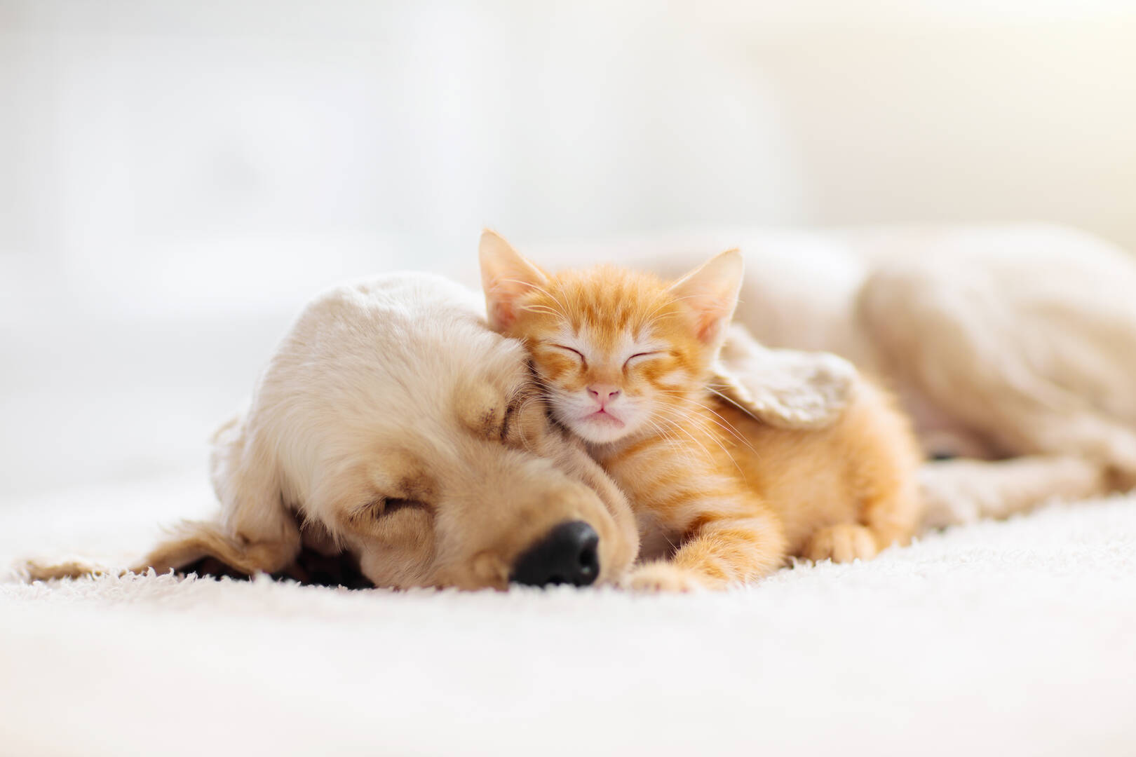 Apolda Kennels, Pets and Pet Care